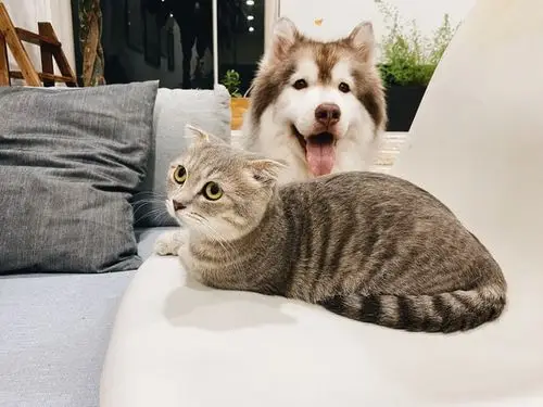 Dog and cat resting together